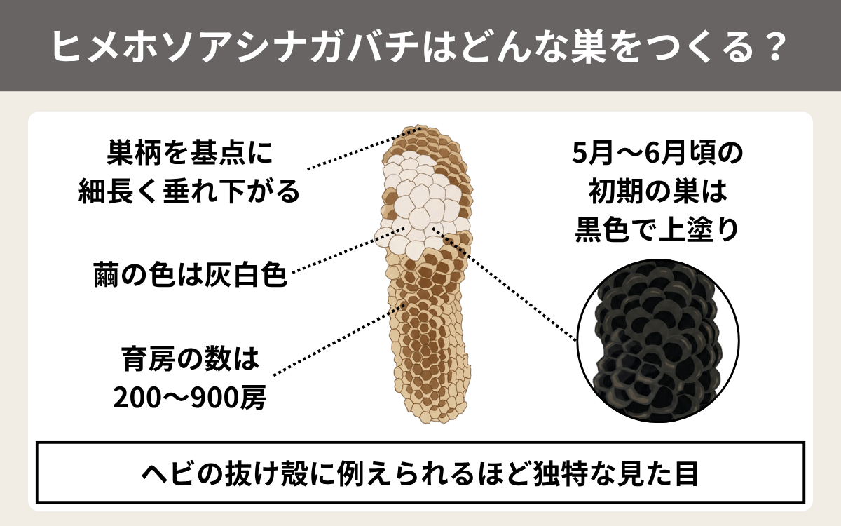 ヒメホソアシナガバチはどんな巣をつくる？