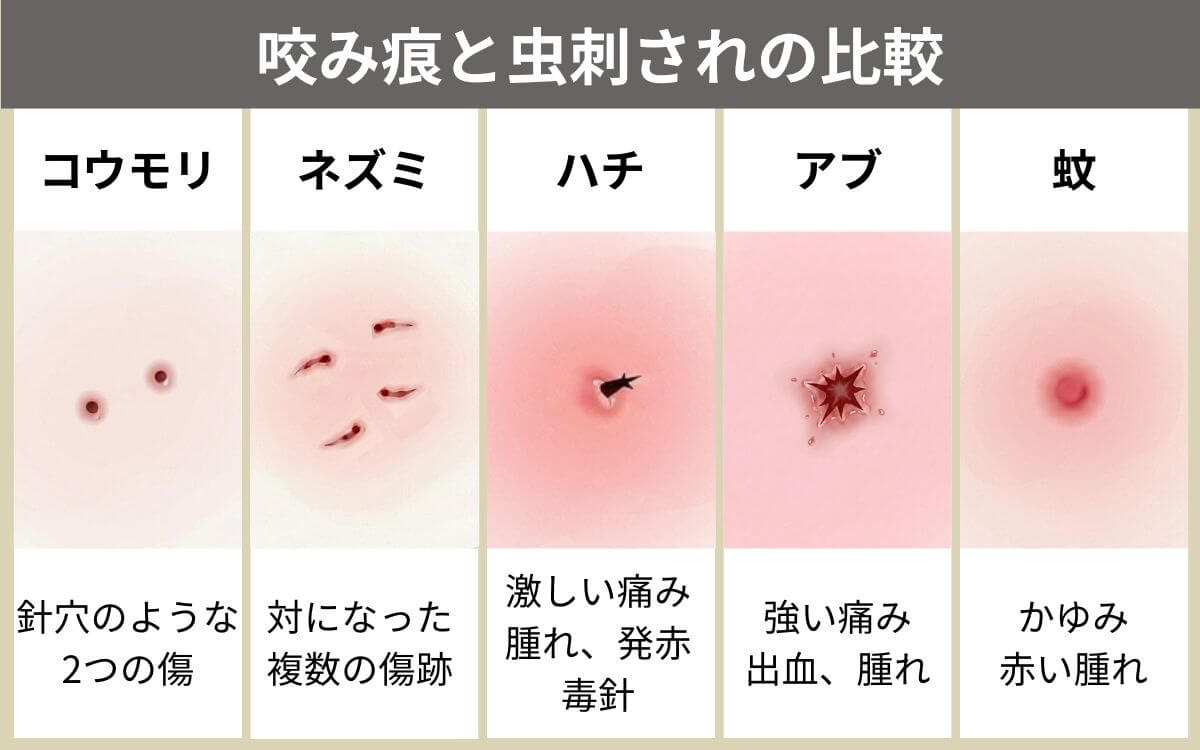 咬み痕と虫刺され比較
