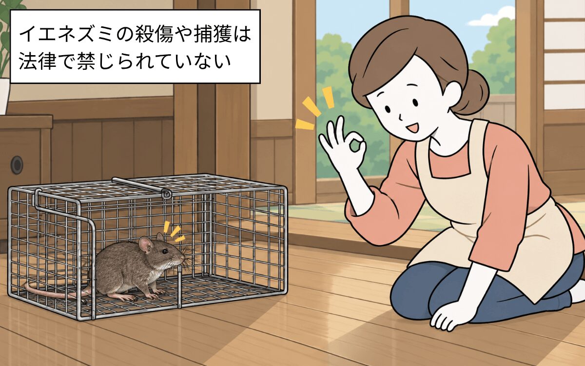 イエネズミの殺傷や捕獲は法律で禁じられていない
