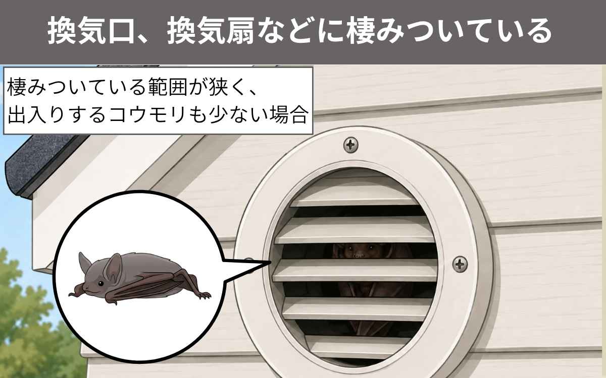 換気口、換気扇など小さい場所に棲みついている