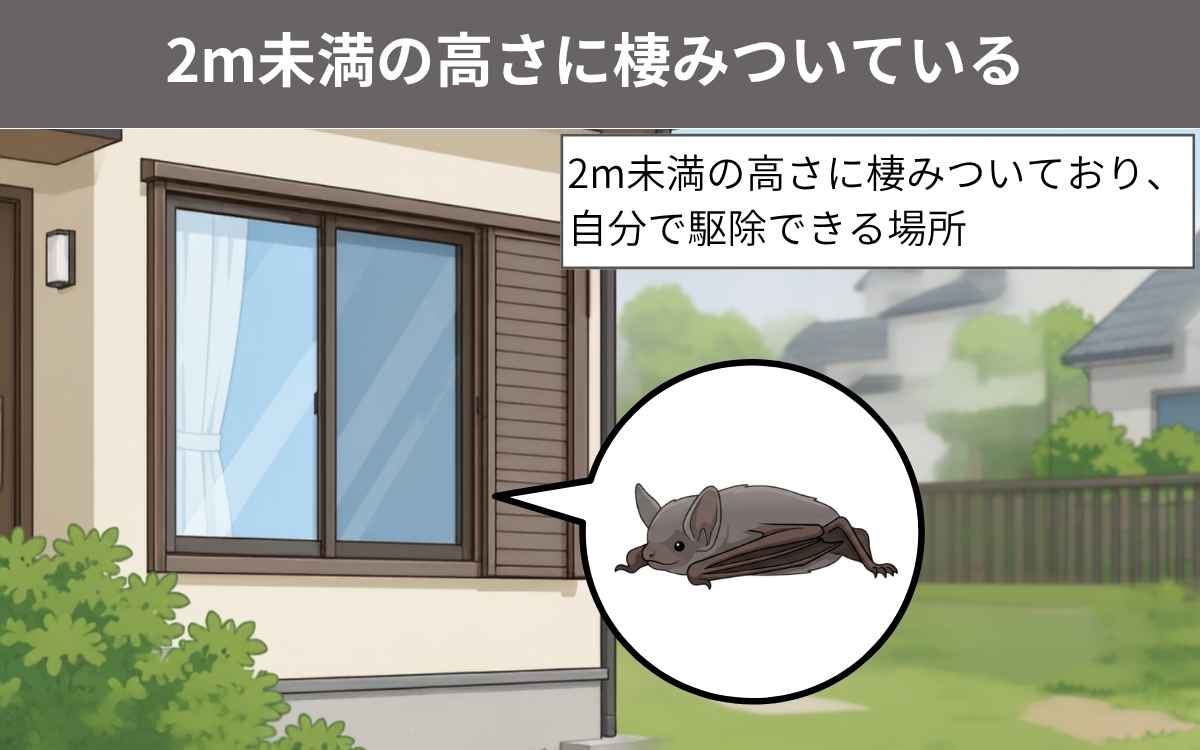 2m未満の高さに棲みついている