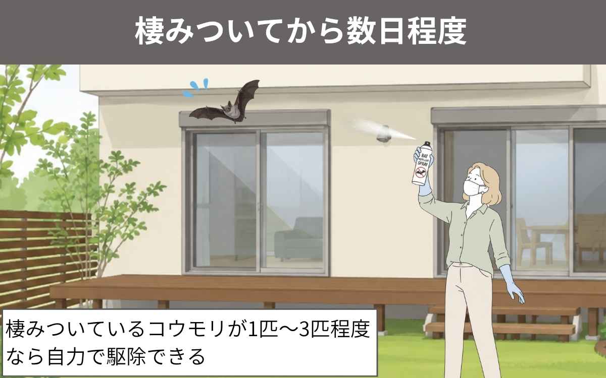 棲みついてから数日程度