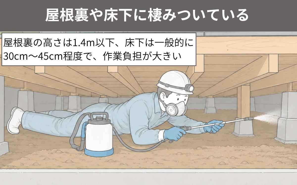 屋根裏や床下に棲みついている
