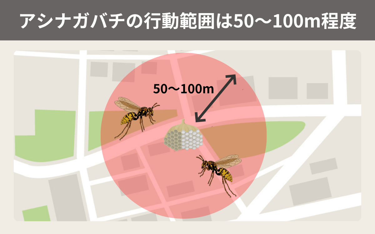 アシナガバチの行動範囲は50～100m程度