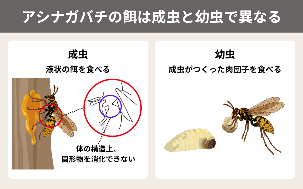アシナガバチの餌は成虫と幼虫で異なる