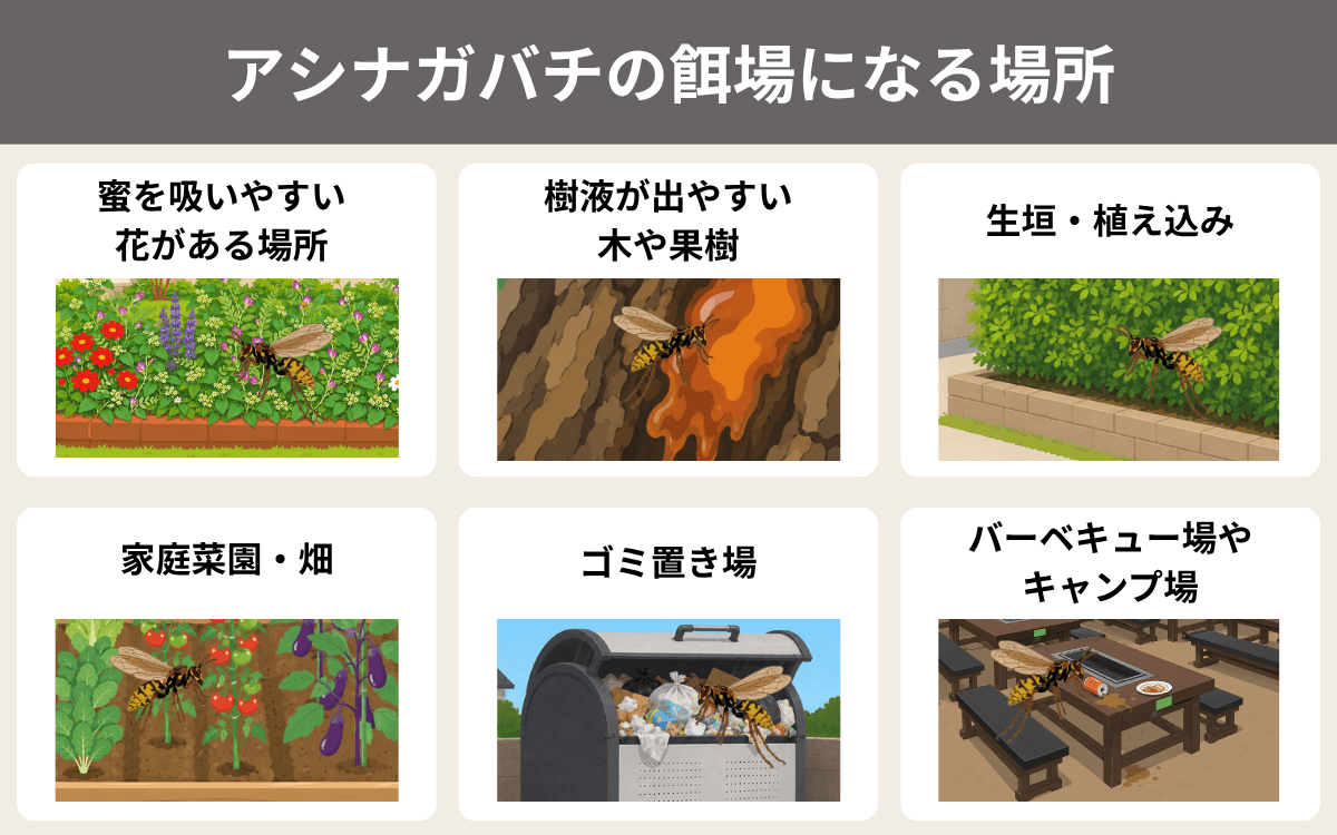 アシナガバチの餌場になる場所