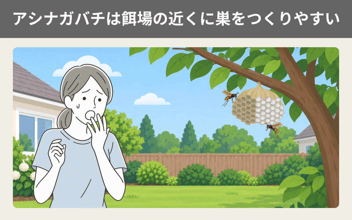 アシナガバチは餌場の近くに巣をつくりやすい