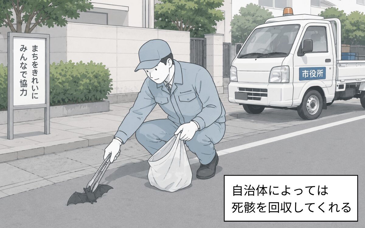 コウモリの死骸を回収してくれる自治体もある