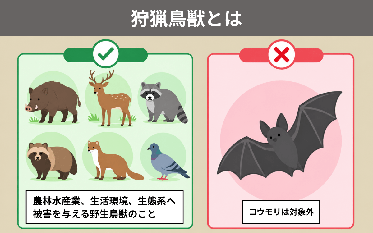 コウモリは狩猟鳥獣の対象外