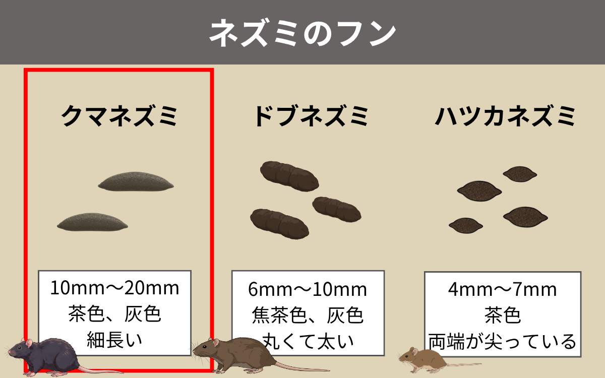 ネズミのフン クマネズミ