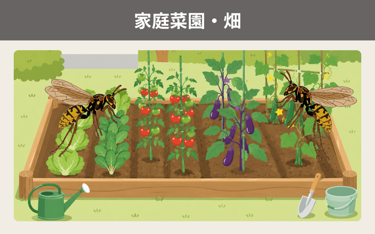 家庭菜園・畑