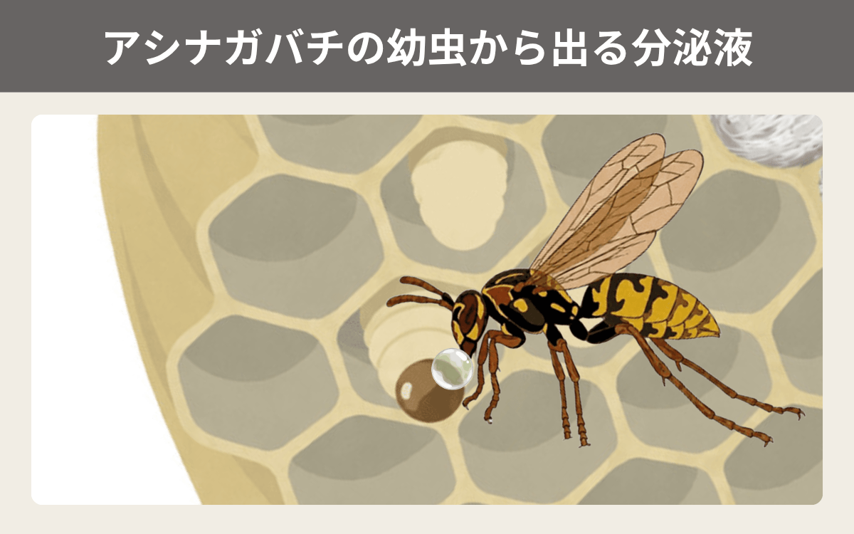 幼虫から出る分泌液