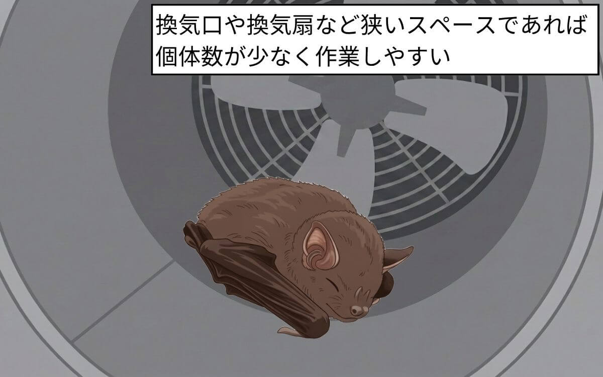 換気扇や換気口に棲みついているときは自力で駆除可能
