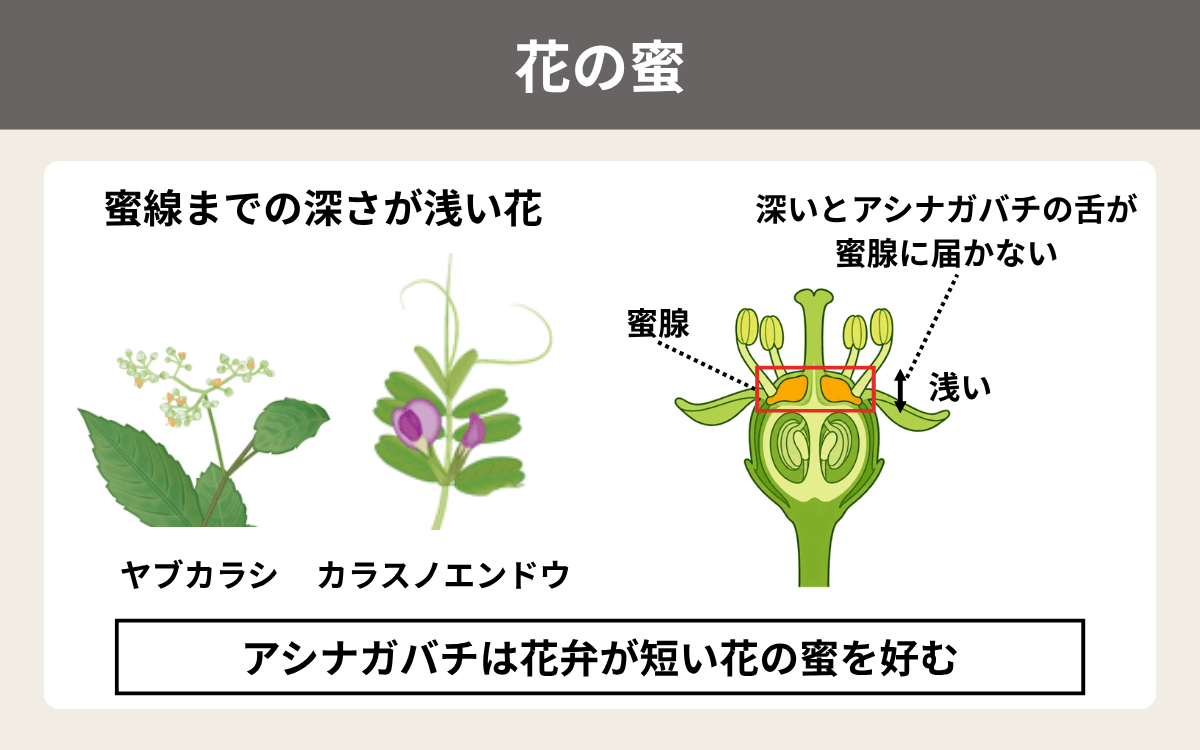 花の蜜