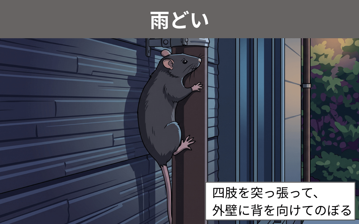 雨どい