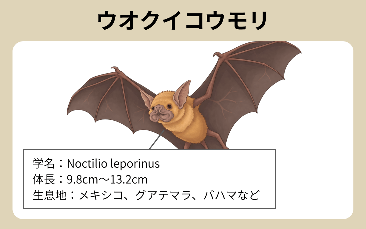 ウオクイコウモリとは