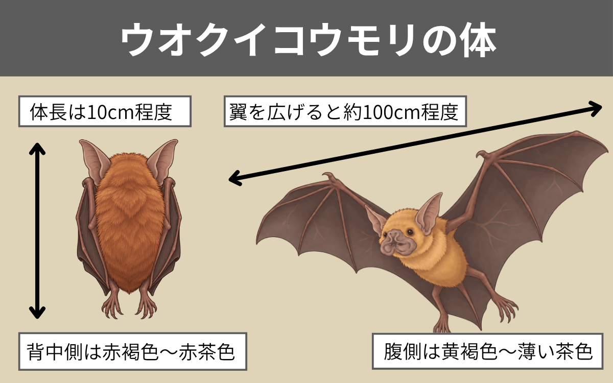 ウオクイコウモリの体