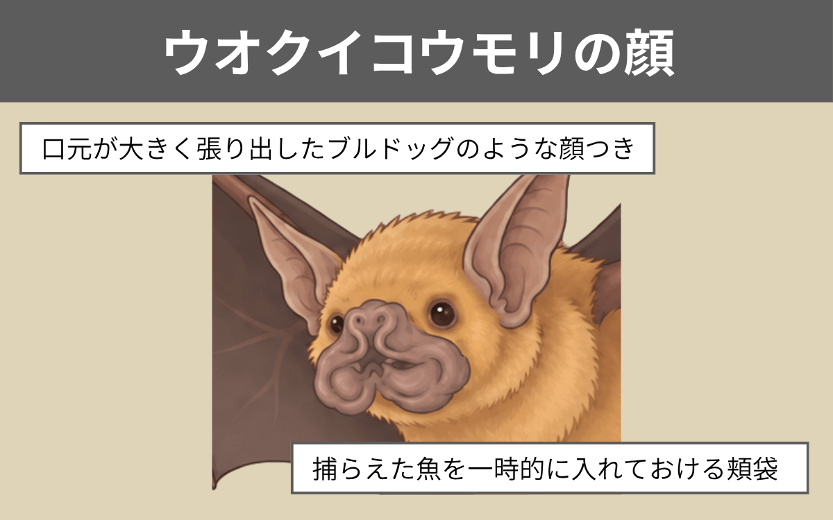 ウオクイコウモリの顔
