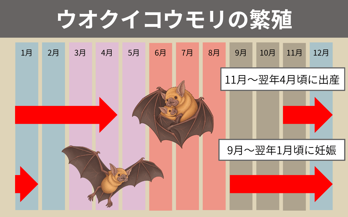 ウオクイコウモリの繁殖