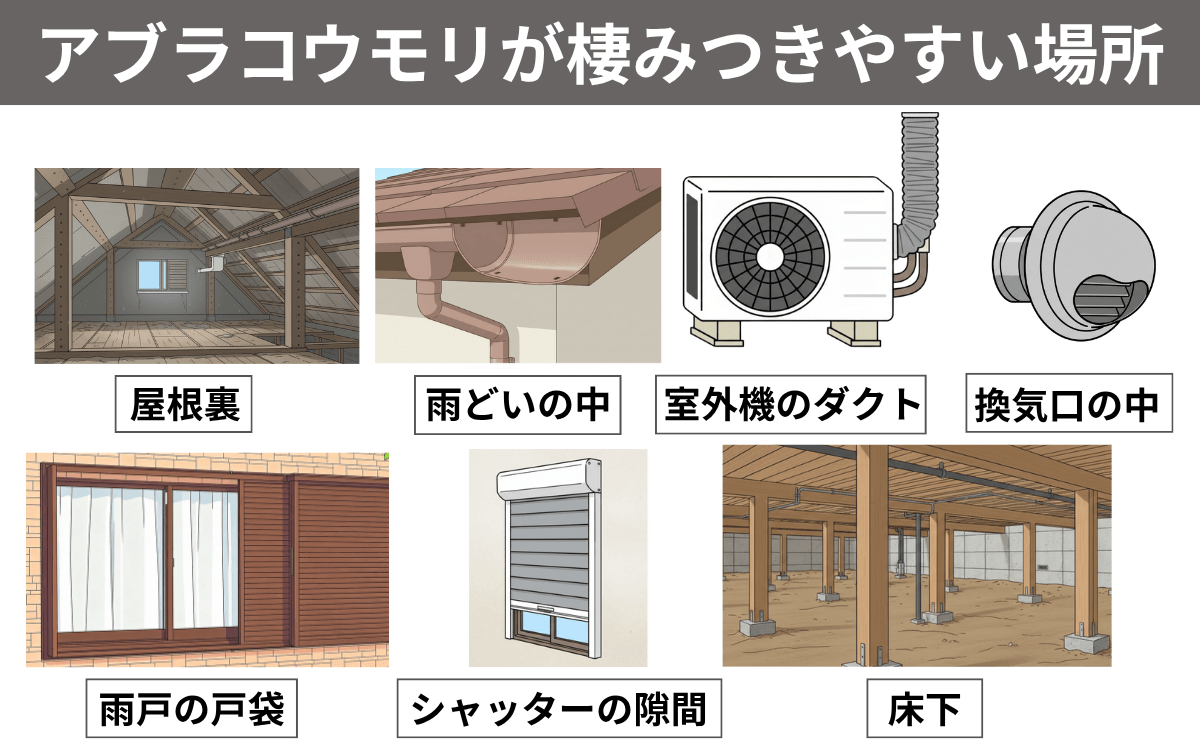 アブラコウモリが棲みつきやすい場所 コウモリ アパート