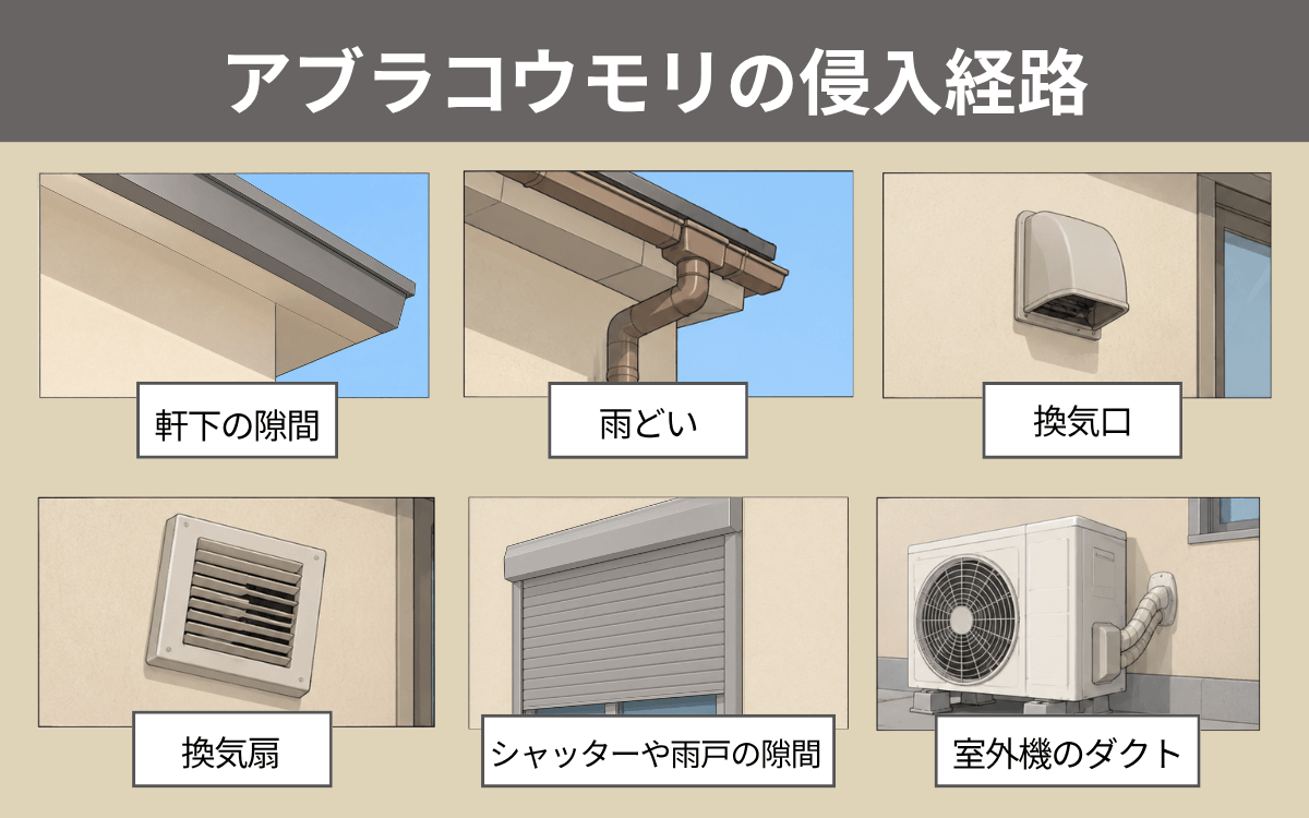 アブラコウモリの侵入経路 コウモリ アパート