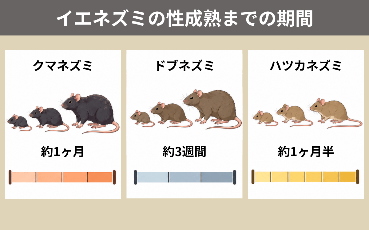 イエネズミの性成熟は早い