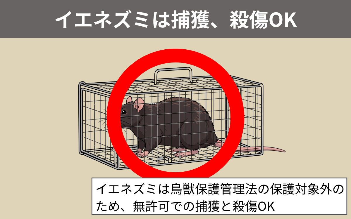 イエネズミは捕獲、殺傷OK
