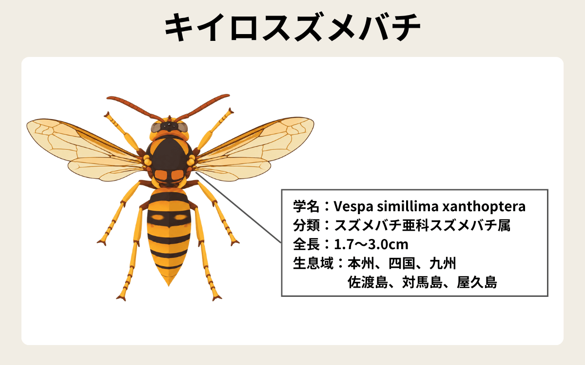 キイロスズメバチってどんなハチ？