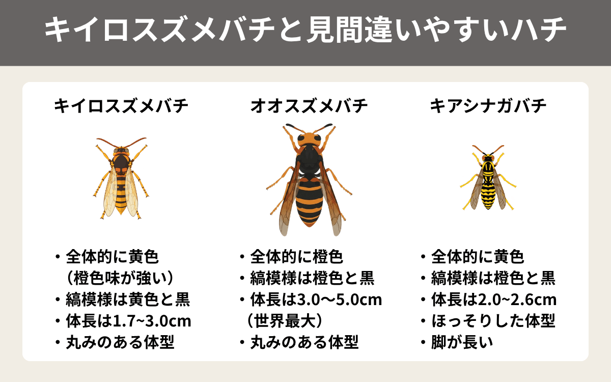 キイロスズメバチと見間違いやすいハチ