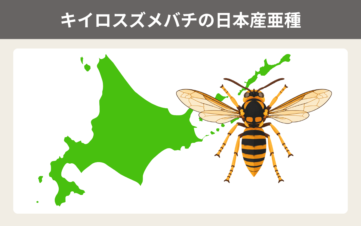 キイロスズメバチの日本産亜種