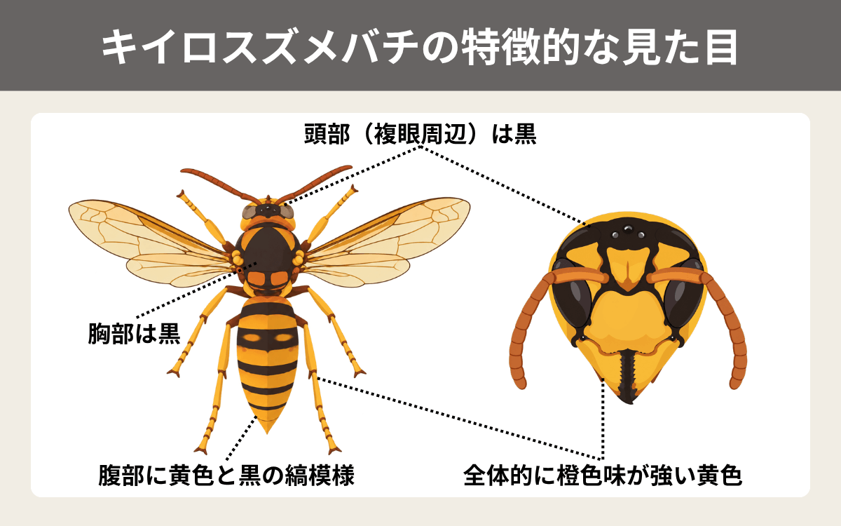 キイロスズメバチの特徴的な見た目