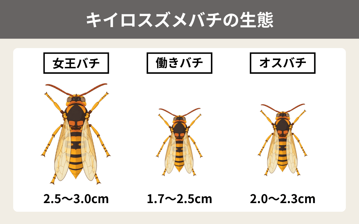 キイロスズメバチの生態