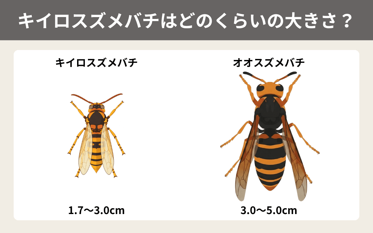 キイロスズメバチはどのくらいの大きさ？