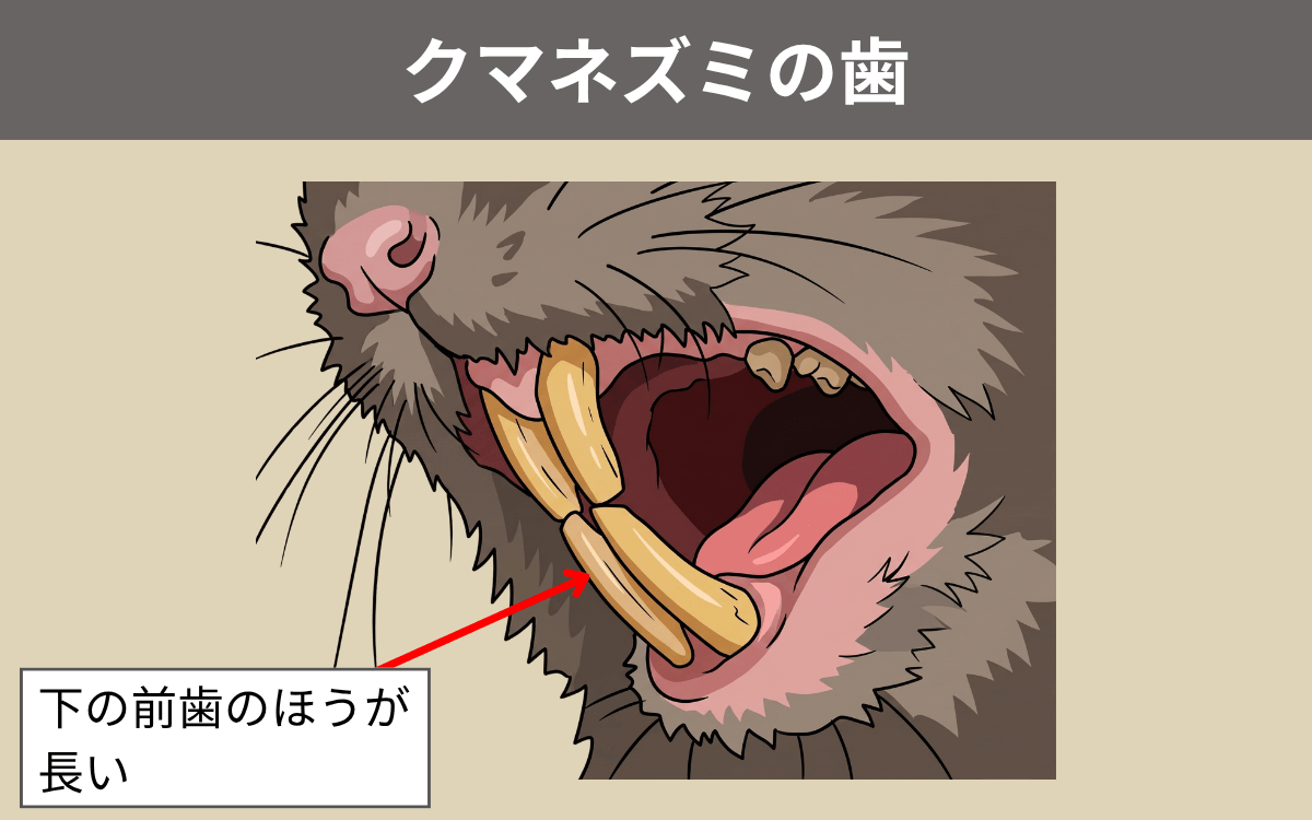 クマネズミの歯