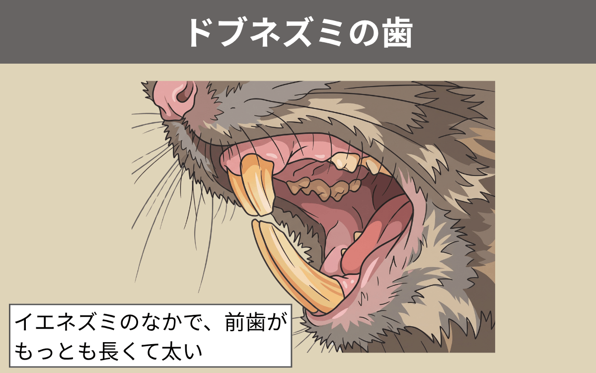 ドブネズミの歯