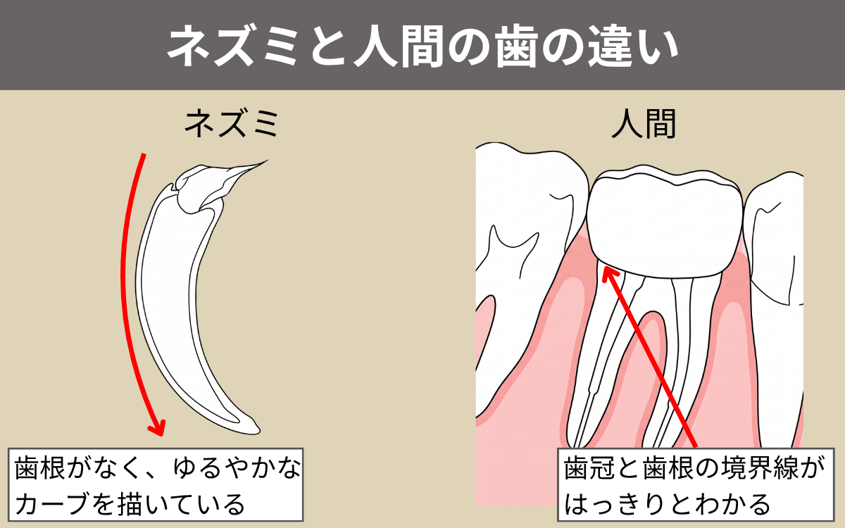 ネズミと人間の歯の違い