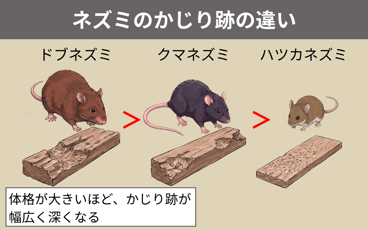 ネズミのかじり跡の違い
