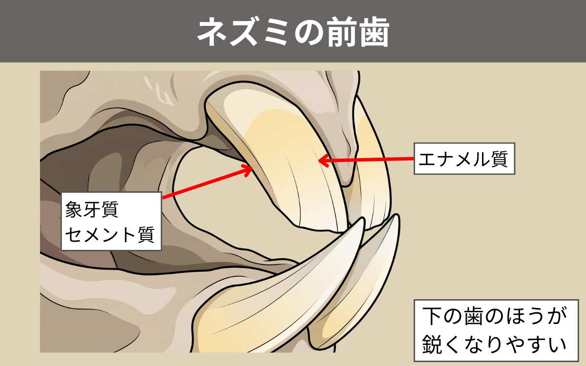 ネズミの前歯