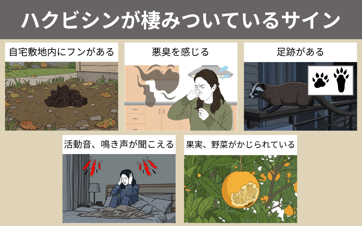 ハクビシンが棲みついているサイン