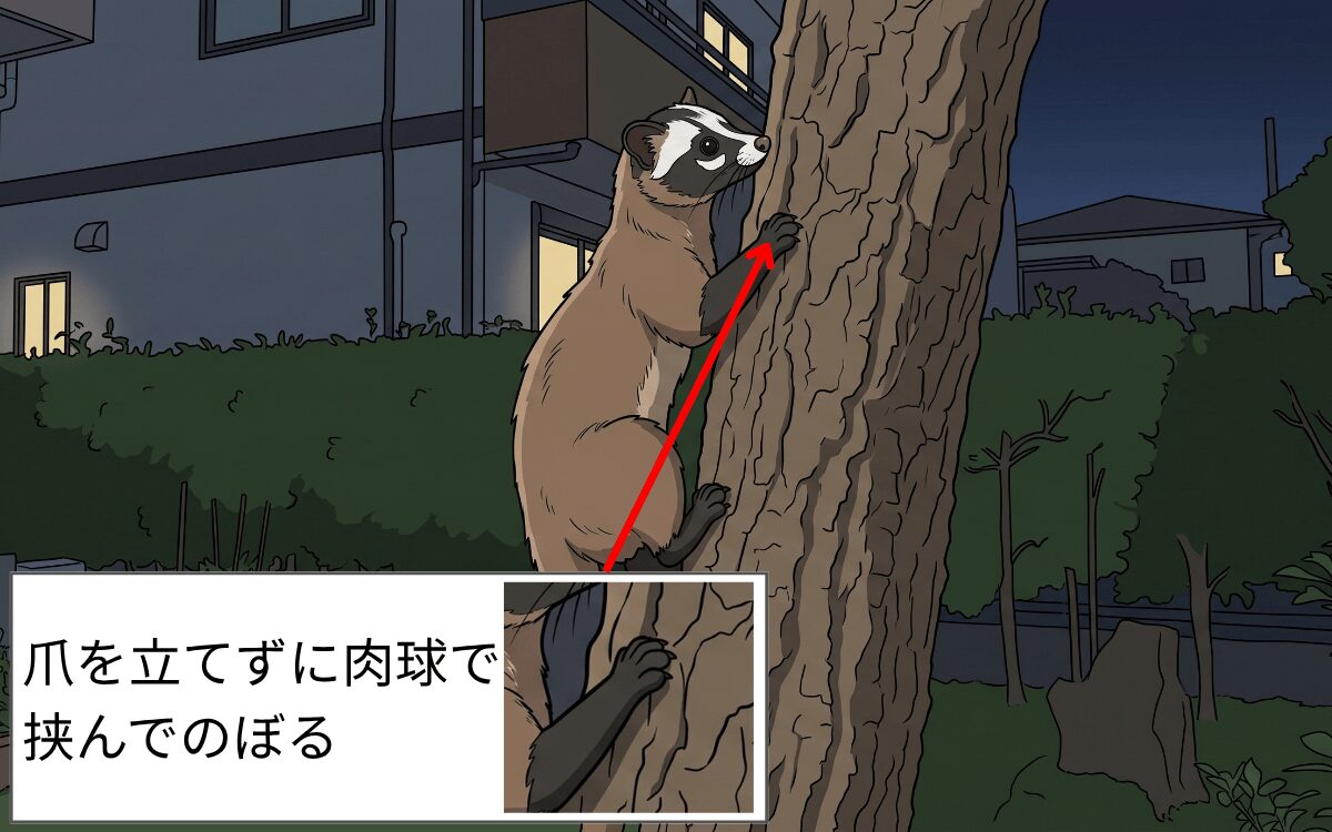 ハクビシンの移動方法