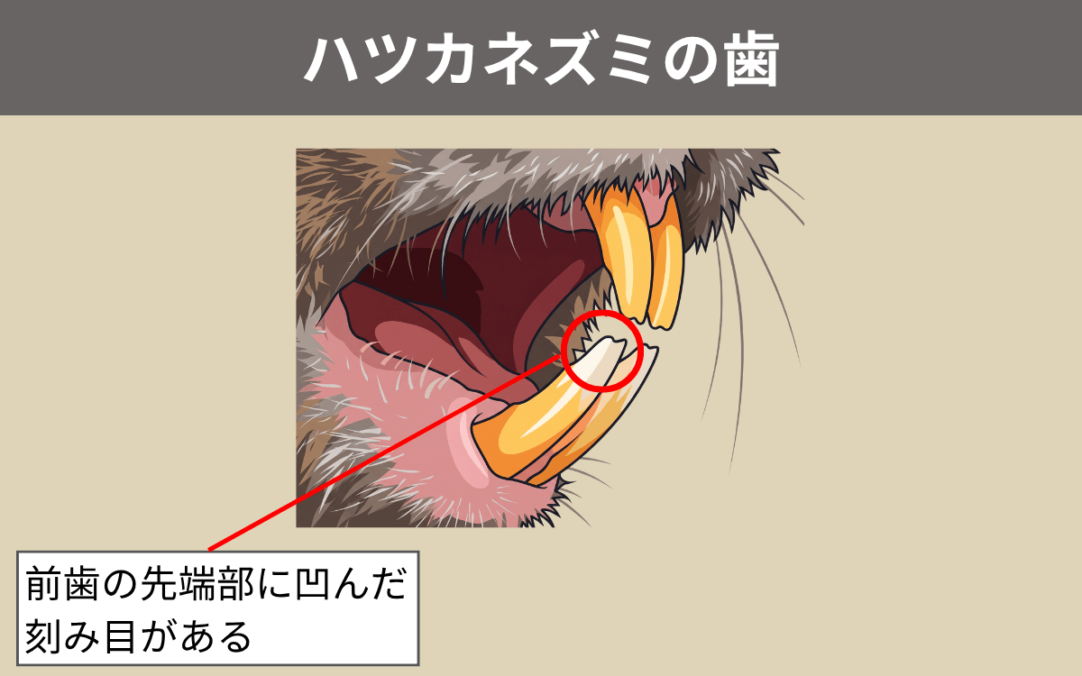 ハツカネズミの歯