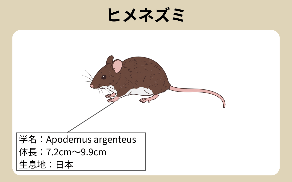 ヒメネズミ