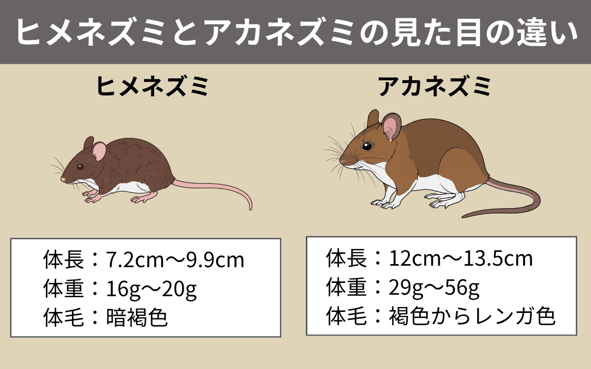 ヒメネズミとアカネズミの見た目の違い