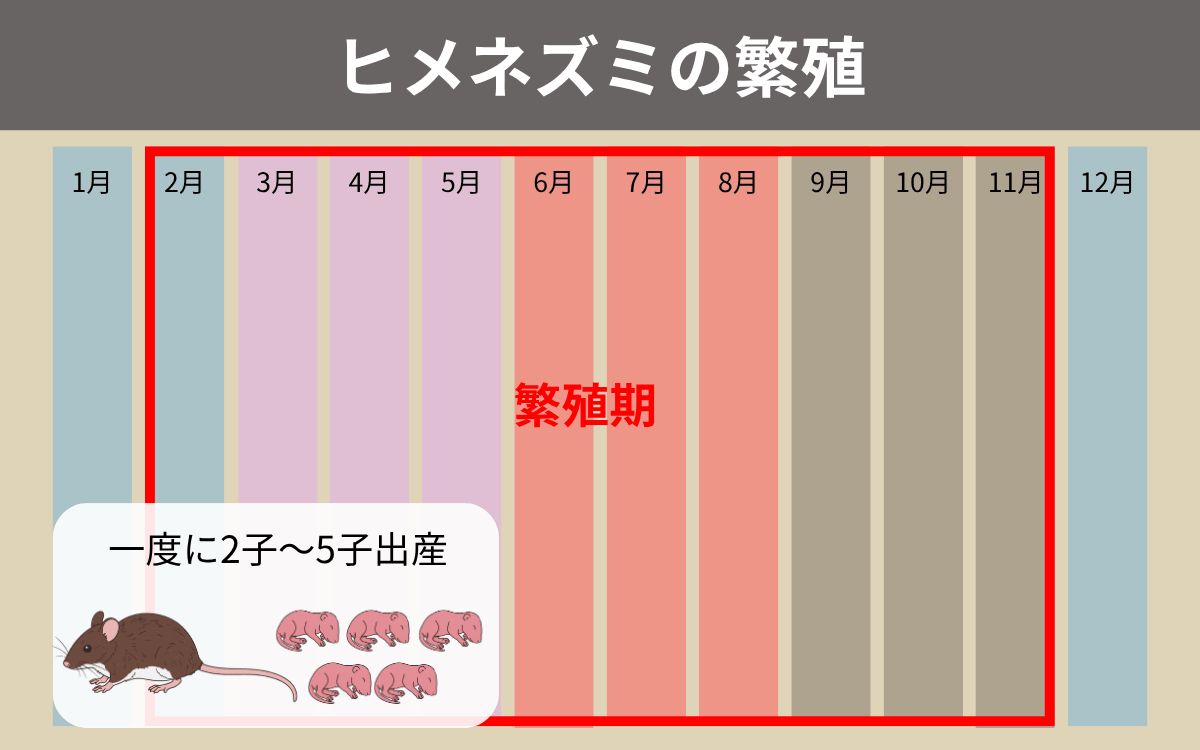 ヒメネズミの繁殖