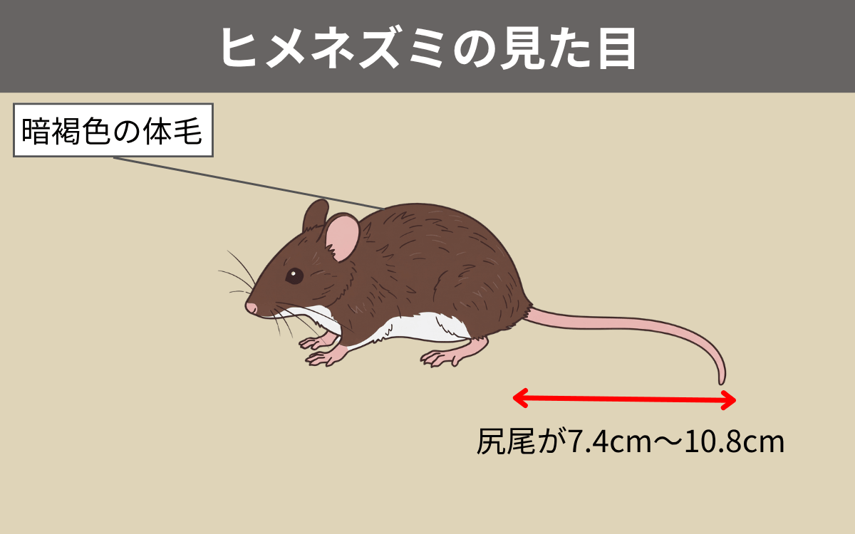 ヒメネズミの見た目