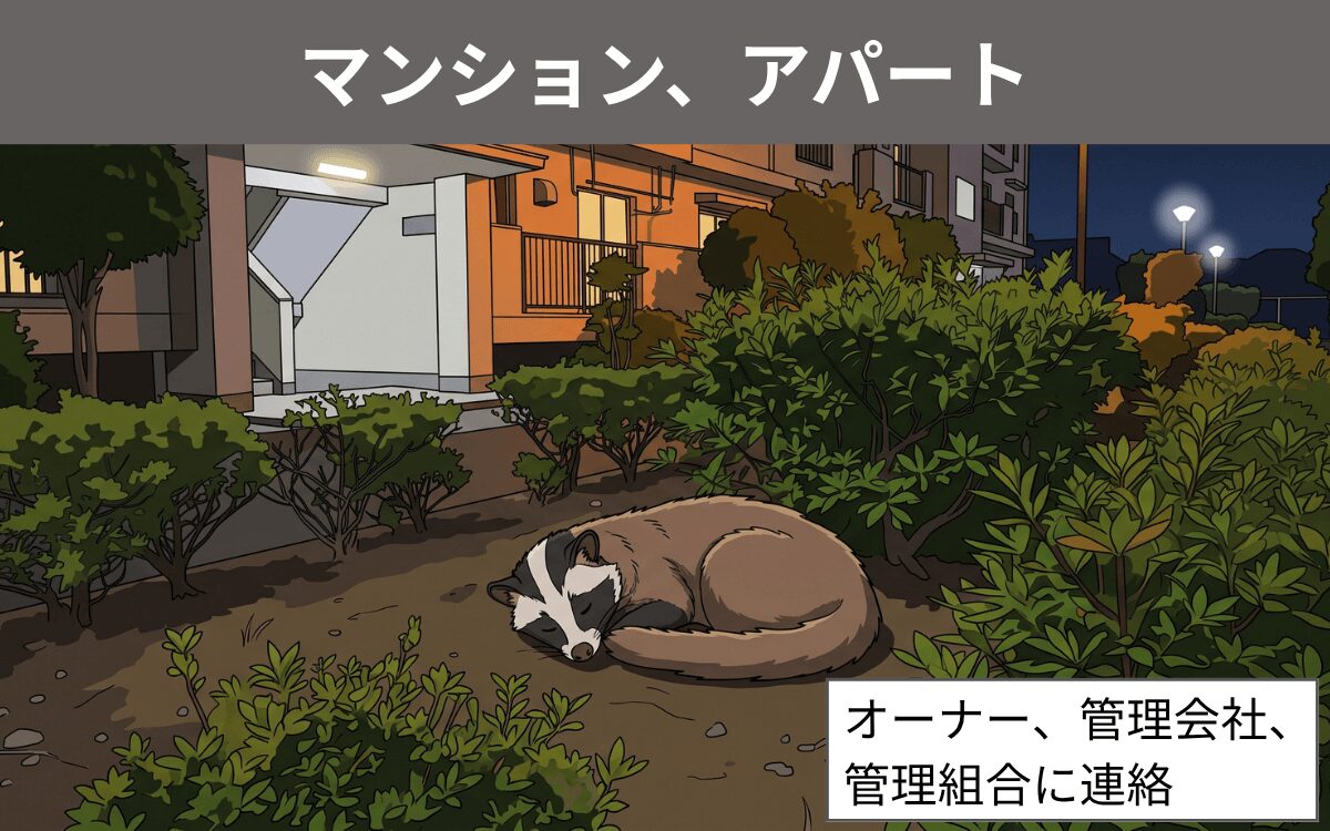 マンション、アパート ハクビシン