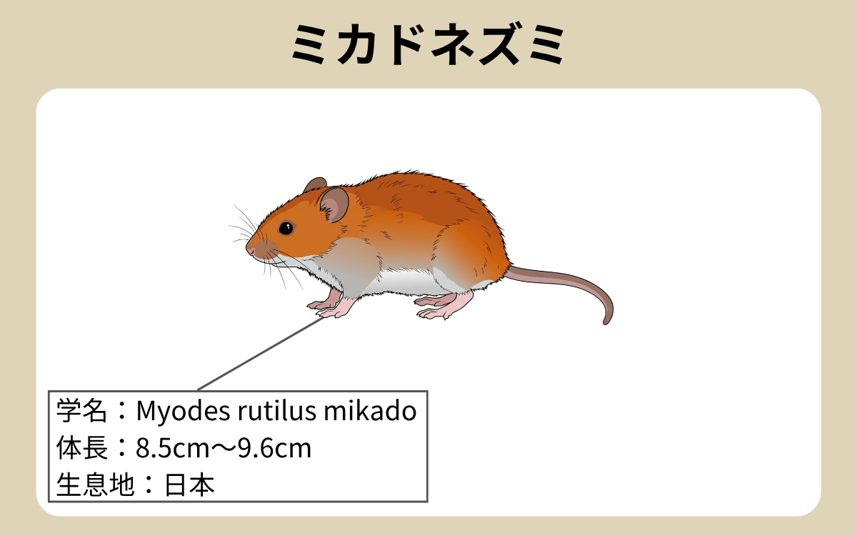 ミカドネズミ