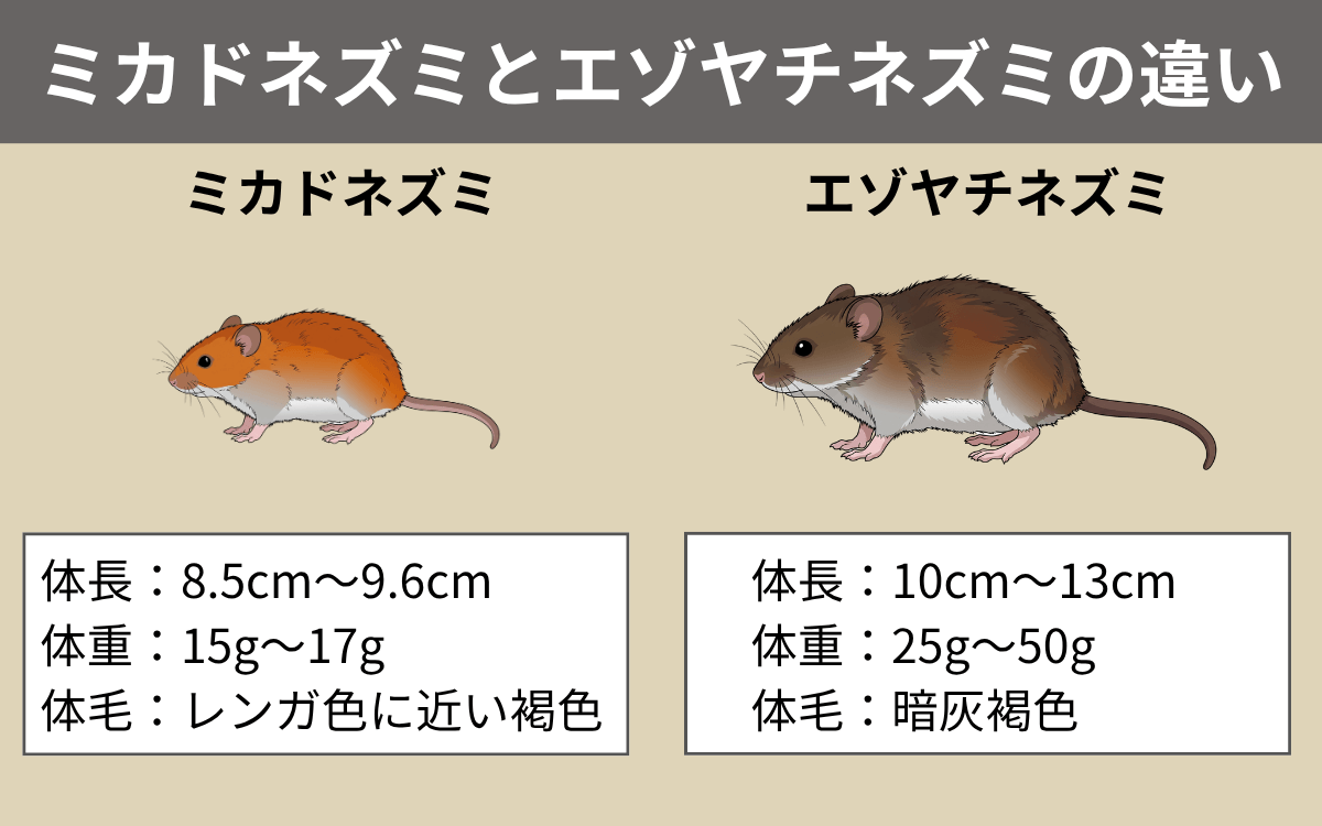ミカドネズミとエゾヤチネズミの違い