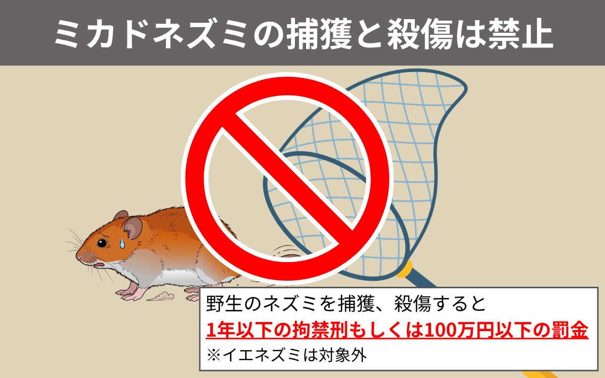 ミカドネズミの捕獲と殺傷は禁止