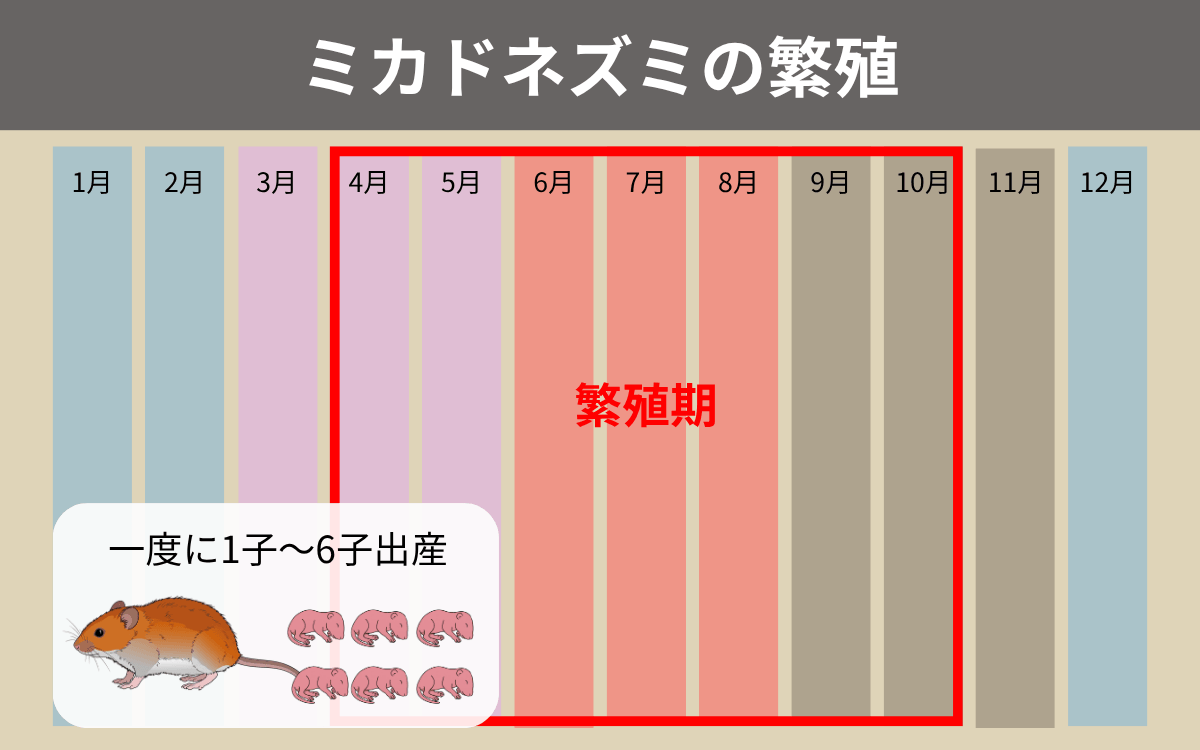 ミカドネズミの繁殖